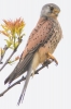 Kestrel_-_Hagnaby_13_May_2014.jpg