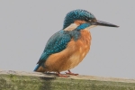 Kingfisher_-_KoB_21_Sep_2013.jpg