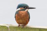 Kingfisher_-_KoB_25_Aug_2014_28129.jpg