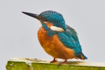 Kingfisher_-_KoB_25_Aug_2014_28229.jpg