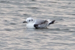 Kittiwake_-_KoB_27_Mar_2014.jpg