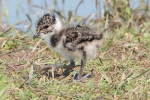 Lapwing_-_Frampton_15_May_2014.jpg