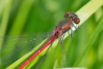 Large_Red_Damselfly_-_CFW_6_Jun_2016.jpg