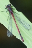 Large_Red_Damselfly_-_KoB_27_Jun_2012.jpg