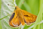 Large_Skipper_-_KoB_1_Jul_2013.jpg