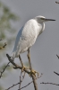 Little_Egret_-_KoB_25_Jul_2012.jpg