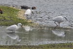 Little_Egret_-_KoB_5_Apr_2014.jpg