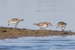 Filename=Little_Stint_-_Frampton_28_Sep_2011.jpg
Filesize=80KiB
Dimensions=600x400
Date added=Sep 28, 2011 Little_Stint_-_Frampton_28_Sep_2011.jpg