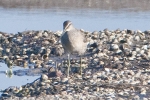 Filename=Long-billed_Dowitcher_-_Freiston_29_Sep_2011_(1).jpg
Filesize=90KiB
Dimensions=600x400
Date added=Sep 29, 2011 Long-billed_Dowitcher_-_Freiston_29_Sep_2011_(1).jpg