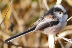 Long-tailed_Tit_-_KoB_13_Jan_2013_edited-1.jpg