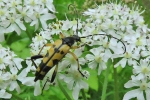 Longhorn_Beetle_-_KoB_11_Jun_2014.jpg