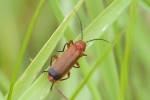 Filename=Longhorn_Beetle_-_KoB_17_Jul_2012.jpg
Filesize=92KiB
Dimensions=600x400
Date added=Jul 17, 2012 Longhorn_Beetle_-_KoB_17_Jul_2012.jpg
