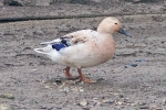 Mallard_-_Tattershall_Bridge_26_Feb_2013.jpg