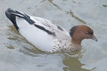 Filename=Maned_Duck_-_Horncastle_3_Sep_2016.jpg
Filesize=84KiB
Dimensions=600x400
Date added=Sep 03, 2016 Maned_Duck_-_Horncastle_3_Sep_2016.jpg