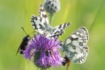 Marbled_White_-_Red_Hill_18_Jul_2013_28129.jpg