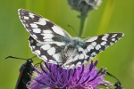 Marbled_White_-_Red_Hill_18_Jul_2013_28229.jpg