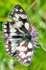 Marbled_White_-_Red_Hill_22_Jul_2013_28129.jpg