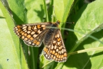 Marsh_Fritillary_-_CFW_4_Jun_2015_28229.jpg