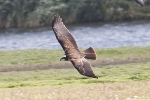 Filename=Marsh_Harrier_-_KoB_13_Sep_2011.jpg
Filesize=87KiB
Dimensions=600x400
Date added=Sep 13, 2011 Marsh_Harrier_-_KoB_13_Sep_2011.jpg