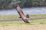 Marsh_Harrier_-_KoB_13_Sep_2011.jpg