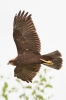 Marsh_Harrier_31_Jul_2013_28229.jpg