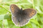 Meadow_brown_-_KoB_12_Jul_2012.jpg