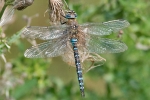 Migrant_Hawker_-_KoB_18_Sep_2014.jpg