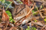 Mouse_or_Vole_-_KoB_30_Dec_2014.jpg