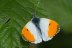 Orange-tip_-_KoB_2_May_2014_28229.jpg