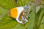 Orange_Tip_-_KoB_14_May_2012.jpg