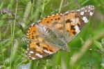 Painted_Lady_-_Frampton_12_Jun_2014.jpg