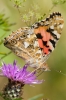 Painted_Lady_-_KoB_29_Jul_2015_28129.jpg