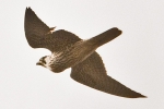 Peregrine_-_KoB_24_Feb_2012.jpg