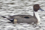 Pintail_28LBC29.jpg