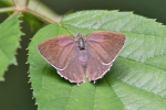 Purple_Hairstreak_-_Moor_Farm_30_Jul_2013.jpg