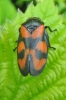 Red-and-black_Froghopper_-_KoB_3_Jun_2014.jpg