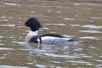 Filename=Red-breasted_Merganser_-_Witham_18_Mar_2016_28129.jpg
Filesize=103KiB
Dimensions=600x400
Date added=Mar 18, 2016 Red-breasted_Merganser_-_Witham_18_Mar_2016_28129.jpg