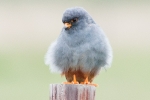 Red-footed_Falcon_-_WTF_20_Aug_2015_28129.jpg
