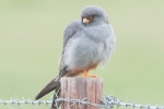 Red-footed_Falcon_-_WTF_20_Aug_2015_28229.jpg