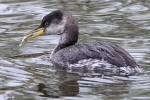 Filename=Red-necked_Grebe_-_KoB_25_Oct_2012_(1).jpg
Filesize=100KiB
Dimensions=600x400
Date added=Oct 25, 2012 Red-necked_Grebe_-_KoB_25_Oct_2012_(1).jpg