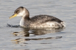 Red-necked_Grebe_-_KoB_29_Oct_2012_(3).jpg