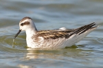 Red-necked_Phalarope_-_SW_3_Oct_2012_(2).jpg