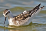 Red-necked_Phalarope_-_SW_3_Oct_2012_(3).jpg