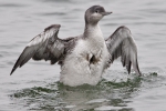 Filename=Red-throated_Diver_-_Covenham_14_Mar_2012_(2).jpg
Filesize=83KiB
Dimensions=600x400
Date added=Mar 14, 2012 Red-throated_Diver_-_Covenham_14_Mar_2012_(2).jpg