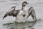 Red-throated_Diver_-_Covenham_14_Mar_2012_(2).jpg