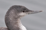 Filename=Red-throated_Diver_-_Covenham_14_Mar_2012_(3).jpg
Filesize=86KiB
Dimensions=600x400
Date added=Mar 14, 2012 Red-throated_Diver_-_Covenham_14_Mar_2012_(3).jpg