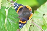 Red_Admiral_-_KoB_2_Ocr_2012.jpg