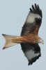 Filename=Red_Kite_-_KoB_10_Feb_2012_(1).jpg
Filesize=82KiB
Dimensions=400x600
Date added=Feb 10, 2012 Red_Kite_-_KoB_10_Feb_2012_(1).jpg