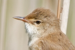 Reed_Warbler_-_Frampton_15_May_2014_28229.jpg