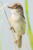 Reed_Warbler_-_Frampton_5_Jul_2013_28129.jpg